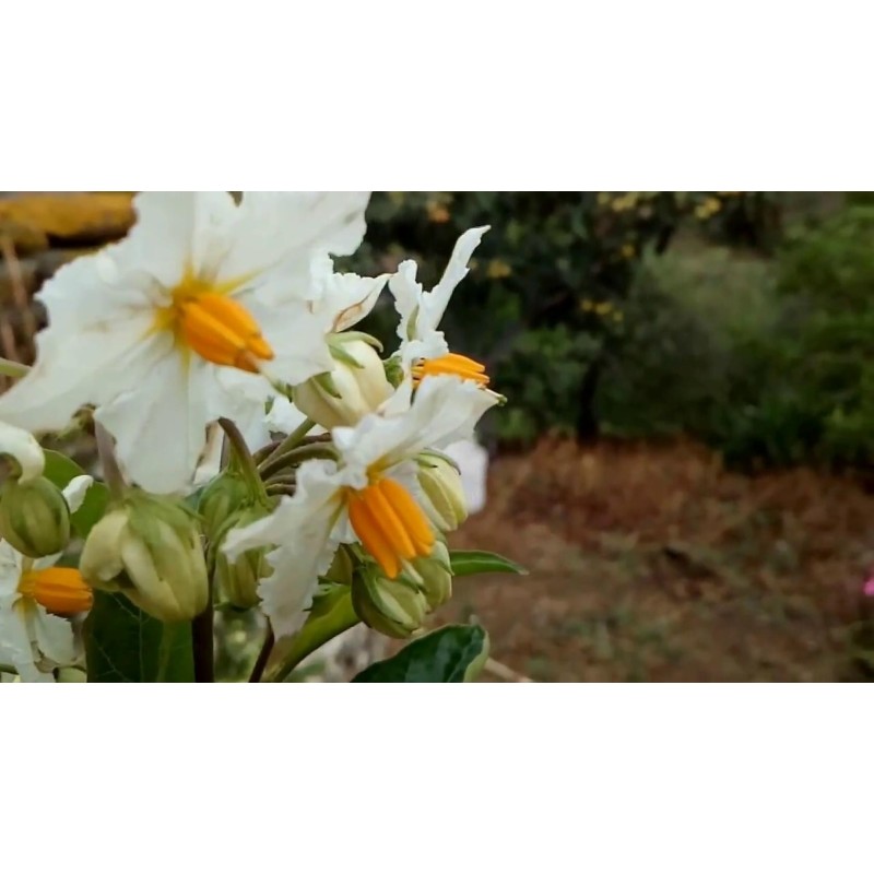 Sementes de Pérolas De Ouro (Solanum villosum) | 2,75 €