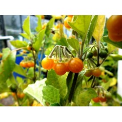 Semillas de PERLAS ORO (Solanum villosum)