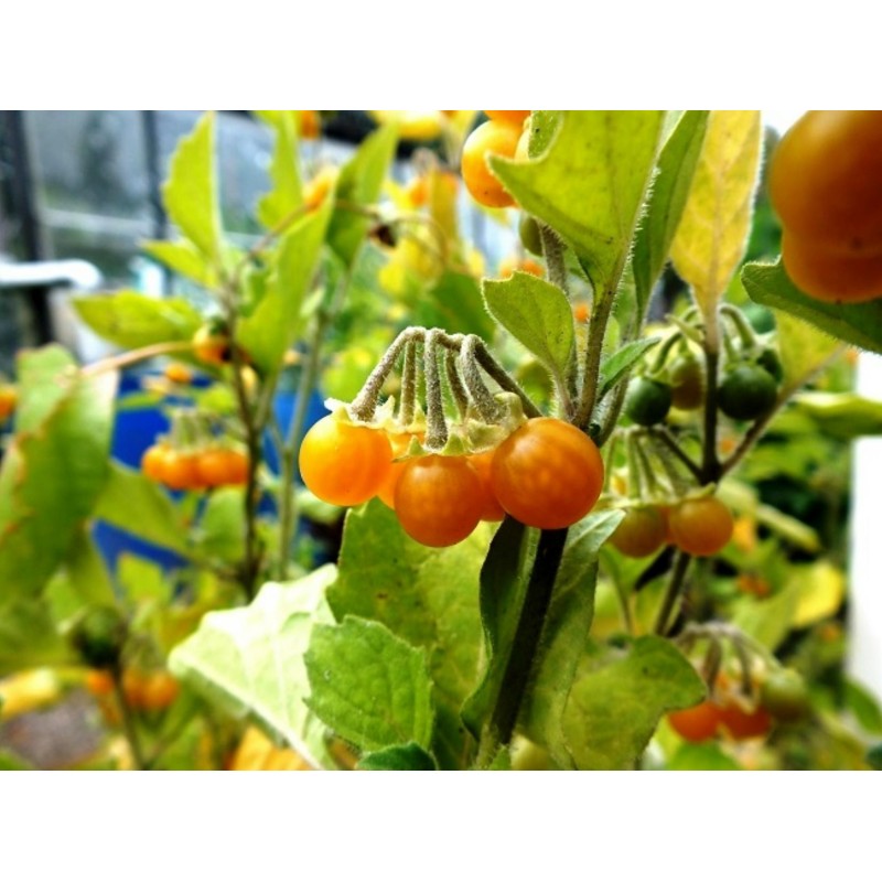 Gelbfrüchtiger Nachtschatten Samen (Solanum villosum) | 2,75 €