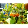 Χρυσός Μαργαριταρια Σπόροι (Solanum villosum) | 2,75 €