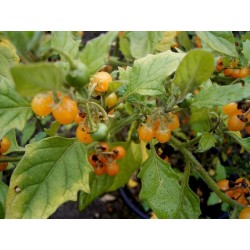 GOLDEN PEARLS Seeds (Solanum villosum)