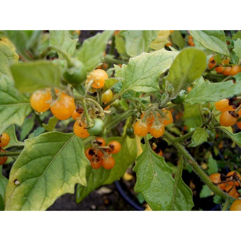 Zlatni Biseri Seme (Solanum villosum) | 2,75 €