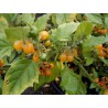 Χρυσός Μαργαριταρια Σπόροι (Solanum villosum) | 2,75 €