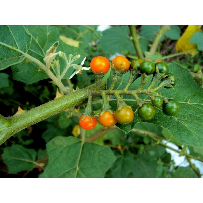 Sementes de Pérolas De Ouro (Solanum villosum) | 2,75 €