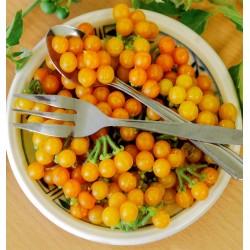 Gelbfrüchtiger Nachtschatten Samen  (Solanum villosum)
