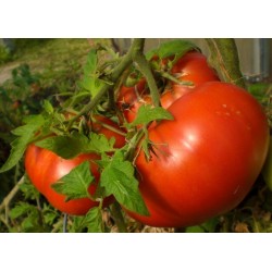 Sementes de tomate Volgograd - variedade russa