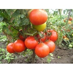 Sementes de tomate Volgograd - variedade russa