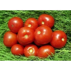 Graines de tomate Volgograd - variété russe