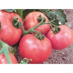 Semillas de tomate de Volgogrado - variedad rusa