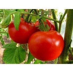 Volgograd Tomato Seeds Russian Heirloom