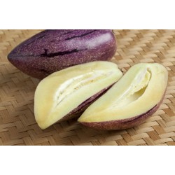 Graines Pepino Ou Poire-Melon Géant Violet Rares (Solanum muricatum)