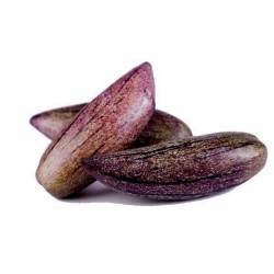 Rare Giant Purple Pepino Seeds (Solanum muricatum)