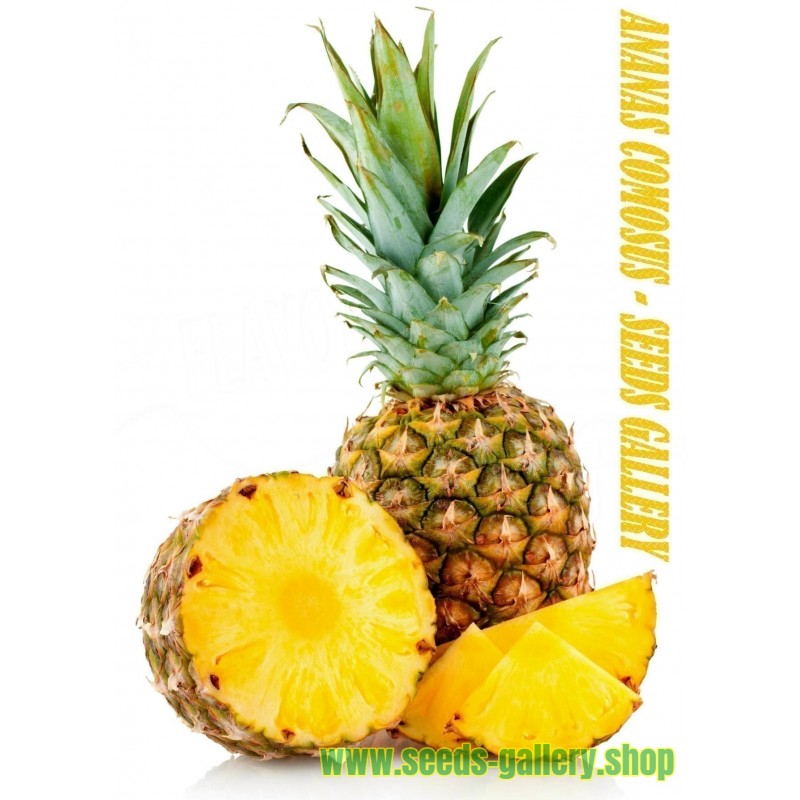 Semi di L' ananas (Ananas comosus)