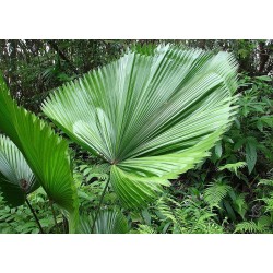 Ruffled fan Palm Seeds  (Licuala  grandis)