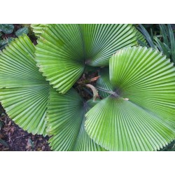Ruffled fan Palm Seeds  (Licuala  grandis)
