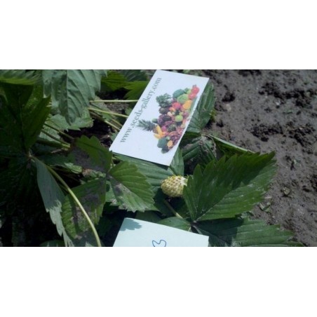 Sementes Morango Alpino Branco - White Soul - Exoticos | 5,50 €