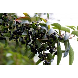 Σποροι Maqui Σούπερ φρούτα (Aristotelia Chilensis)