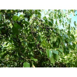 Maqui Berry Seme Super Voce (Aristotelia Chilensis)