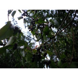 Sementes Maqui Berry Super Fruta (Aristotelia Chilensis)
