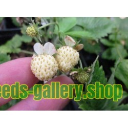 Σπόροι ποικιλία λευκής φράουλας 'White Soul'