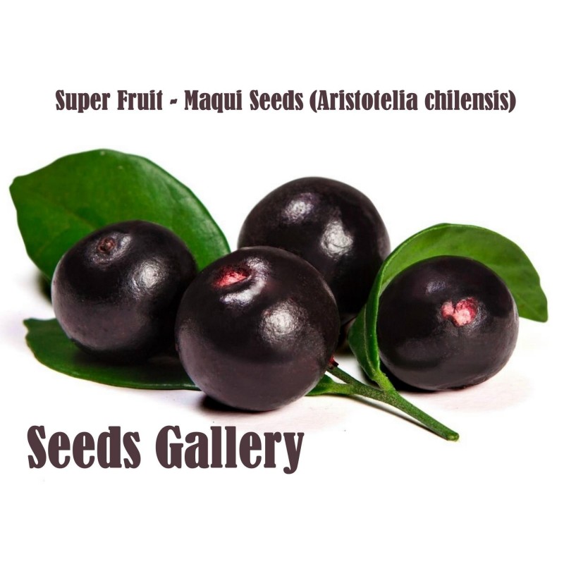 Maqui Berry Seme Super Voce (Aristotelia Chilensis)