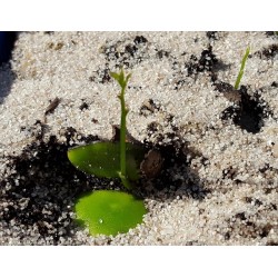 Semillas de Griffonia simplicifolia - Remedio natural para la depresión