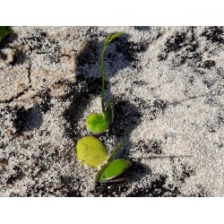 Afrikanische Schwarzbohne Samen (Griffonia simplicifolia)