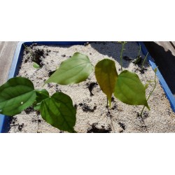 Semillas de Griffonia simplicifolia - Remedio natural para la depresión