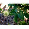 Monkeypod  - Manila tamarind Seeds (Pithecellobium dulce) | €2.50