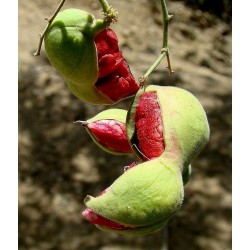 Monkeypod  - Manila tamarind Seeds (Pithecellobium dulce)