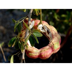 Monkeypod  - Manila tamarind Seeds (Pithecellobium dulce)