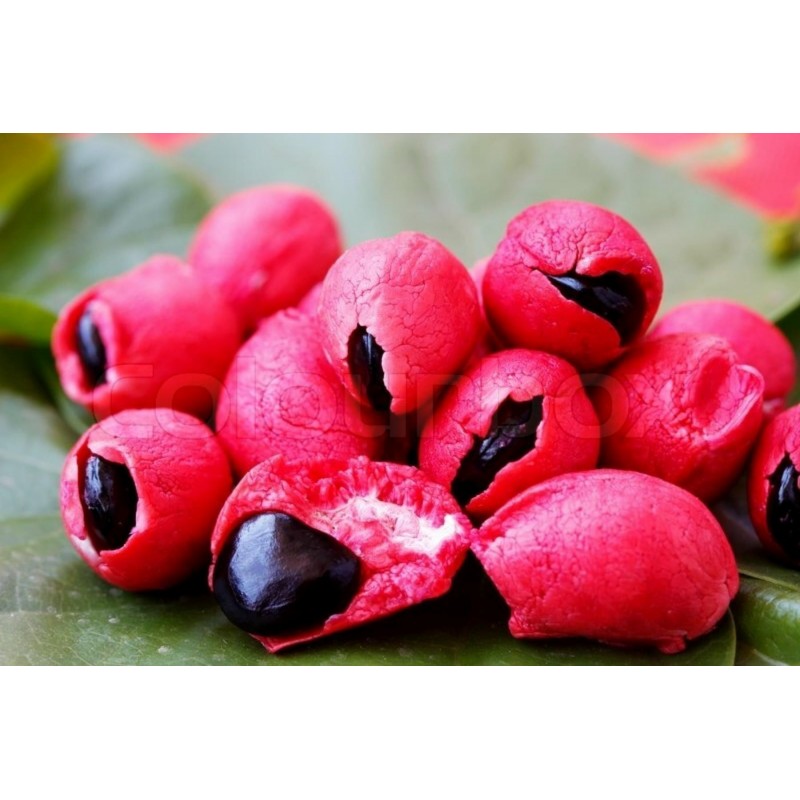 Manila Tamarind Seme (Pithecellobium dulce) | 2,50 €