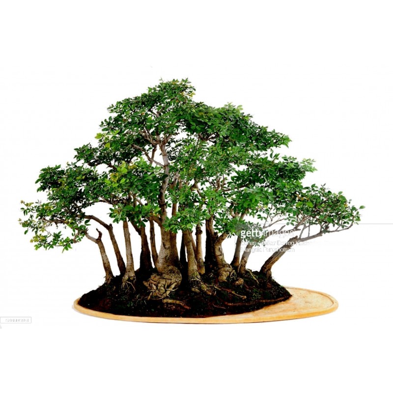 Manila Tamarind Seme (Pithecellobium dulce) | 2,50 €