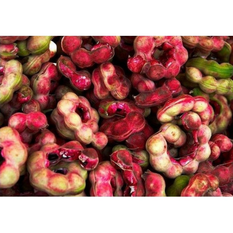 Monkeypod  - Manila tamarind Seeds (Pithecellobium dulce) | €2.50