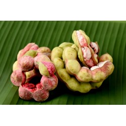 Sementes de Tamarindo de Manila (Pithecellobium dulce)