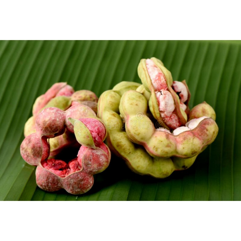 Manila Tamarind Seme (Pithecellobium dulce) | 2,50 €