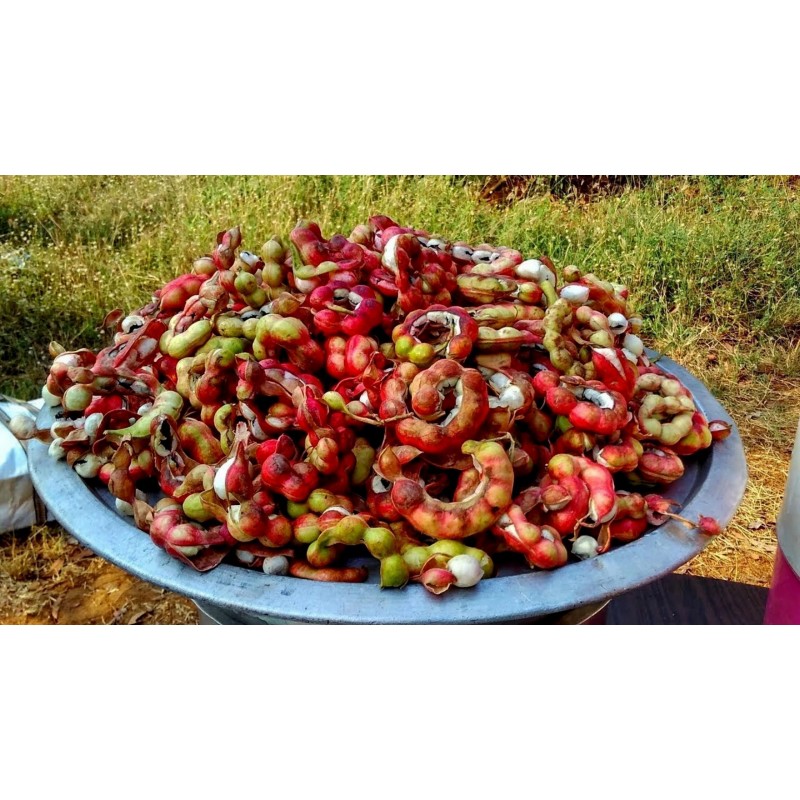 Manila Tamarind Seme (Pithecellobium dulce) | 2,50 €