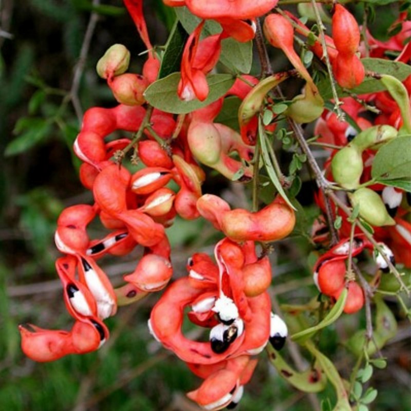 Manila Tamarind Seme (Pithecellobium dulce) | 2,50 €