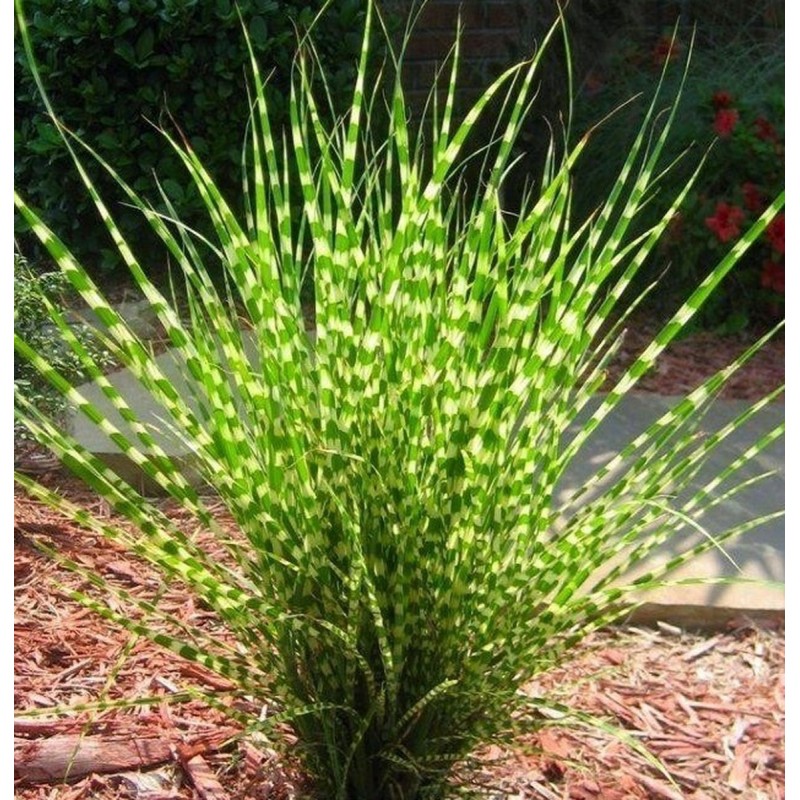 Zebra Grass (Miscanthus sinensis Zebrinus)
