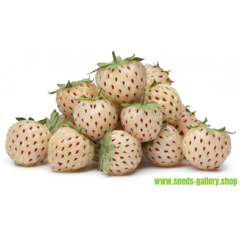 Alpine Strawberry - White Soul Seeds