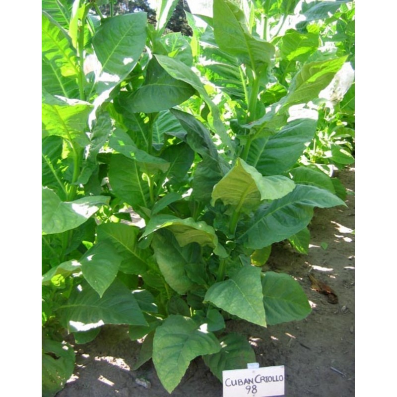 Duvan Seme C. Criollo 98 | 2,50 €