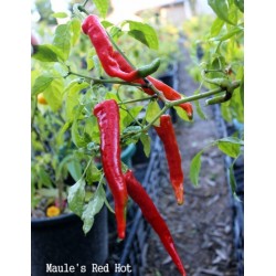 Maule’s Red Hot Pepper Seeds (Capsicium annuum)