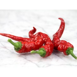 Maule’s Red Hot Pepper Seeds (Capsicium annuum)