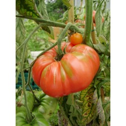 Tomato Pantano Romanesco - Beefsteak Seeds (Lycopersicon esculentum)