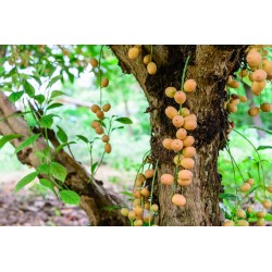 Burmese Grape Samen (Baccaurea ramiflora)