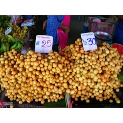 Sementes de Muda de Mafai ou Uva Birmanesa (Baccaurea ramiflora)