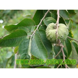Kirimoja - Annona Cherimola frön