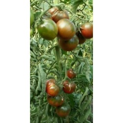 Zigan (Zigeuner, Gipsi) Tomaten Samen