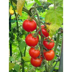 Grains de tomates Garden Delight