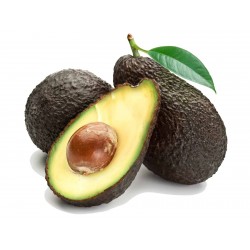 Semi di avocado nero (Persea americana)